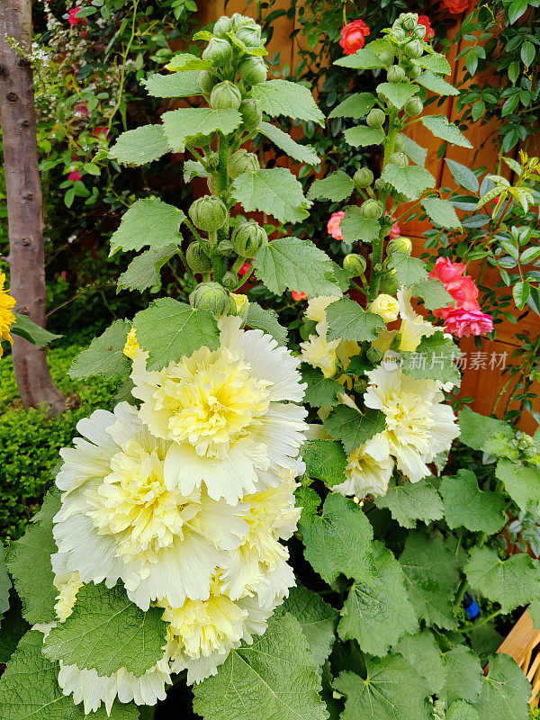 Alcea rosea